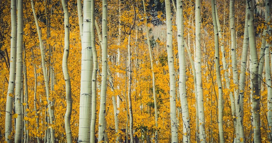quaking aspen