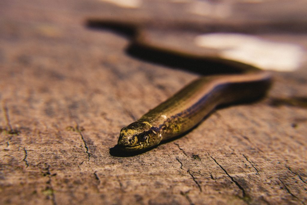 serpent