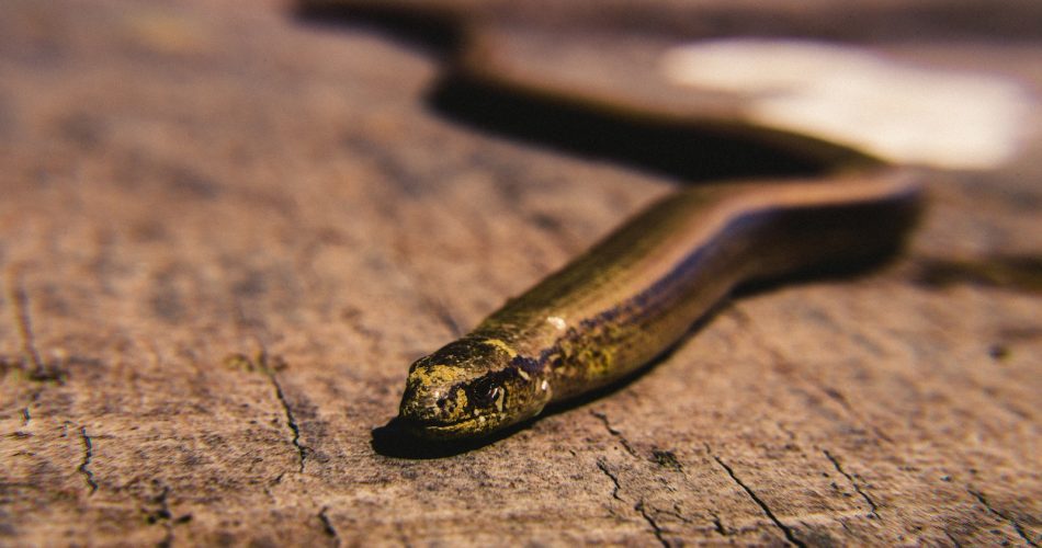serpent