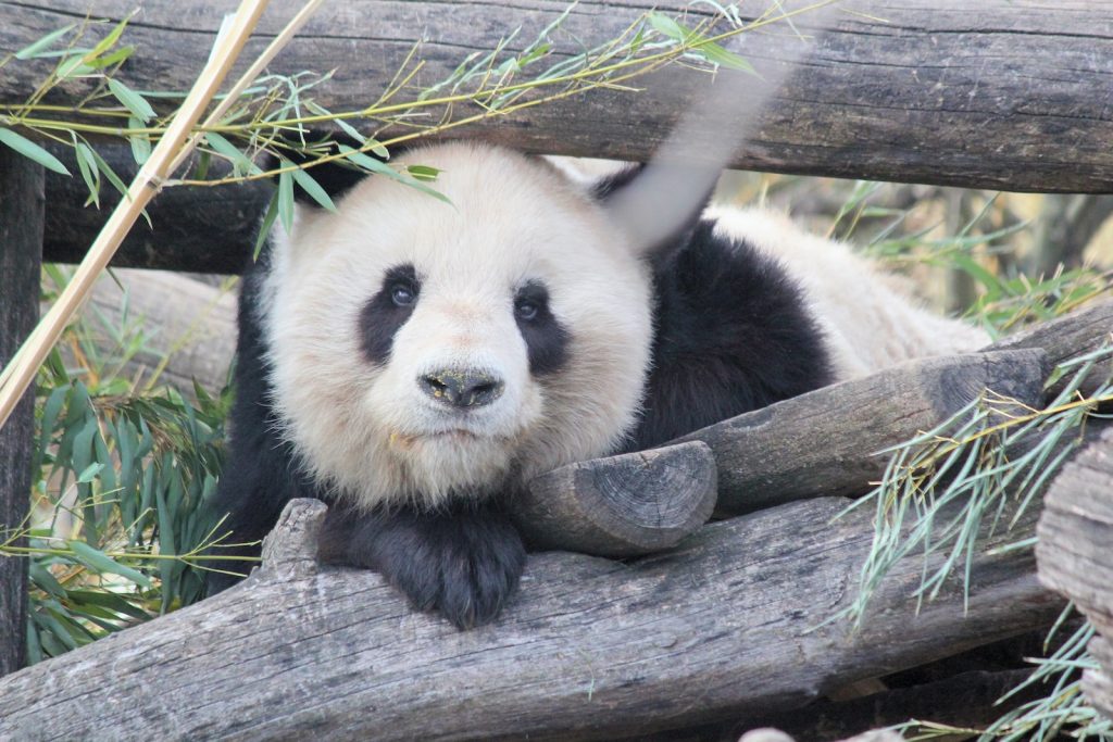 conclusion sur le panda géant