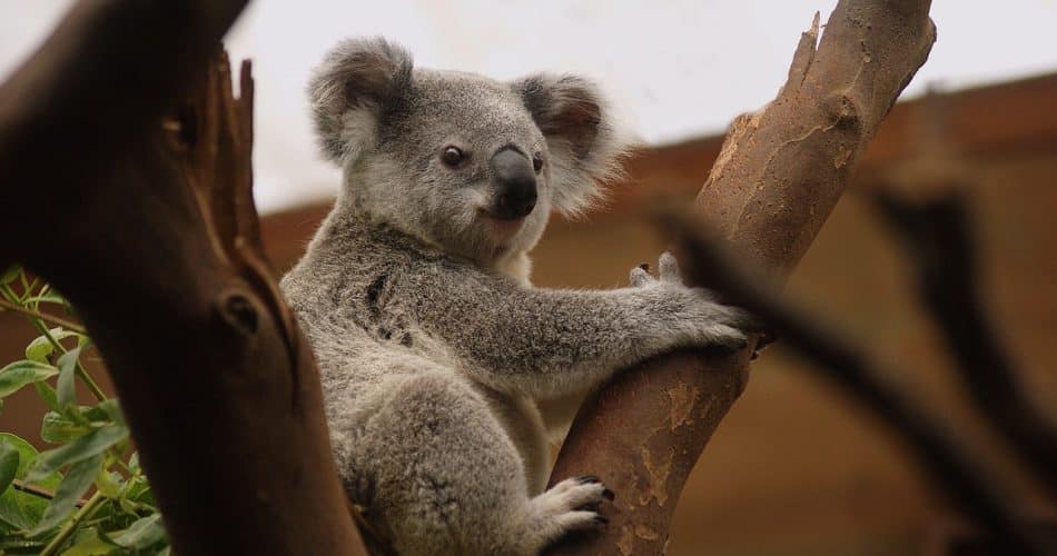 koala