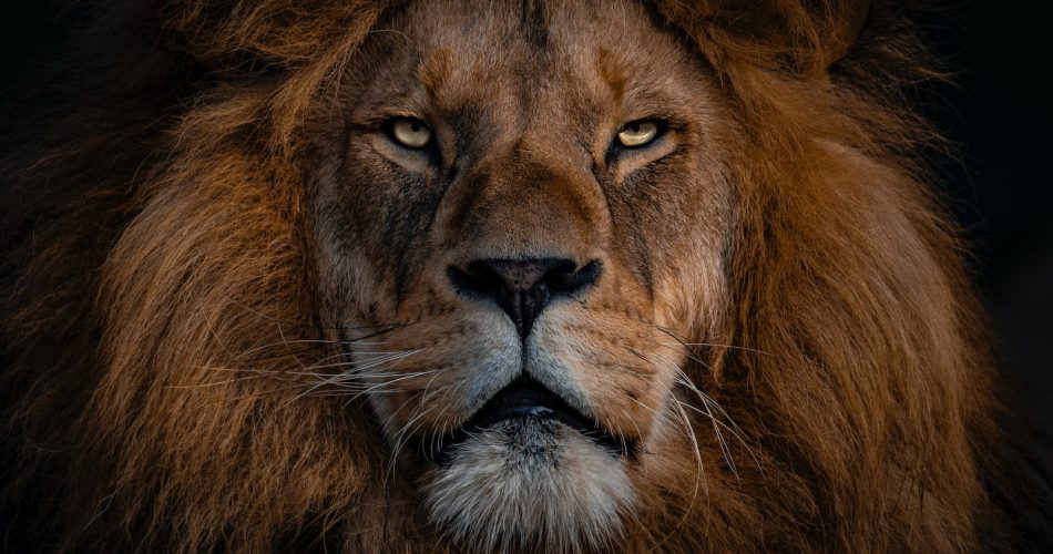 lion