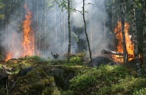 incendie de forêt