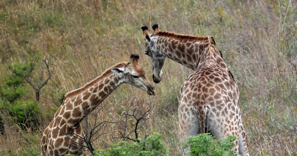 Afrique du Sud