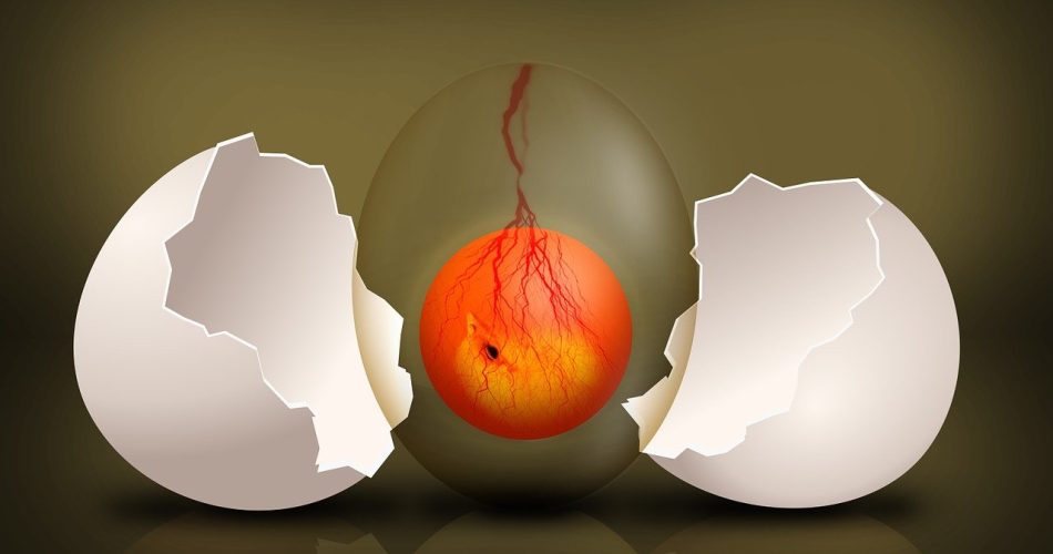 oeufs