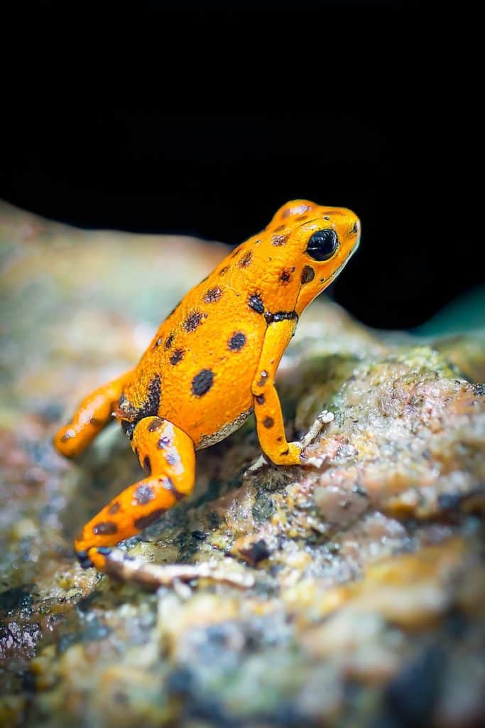grenouille