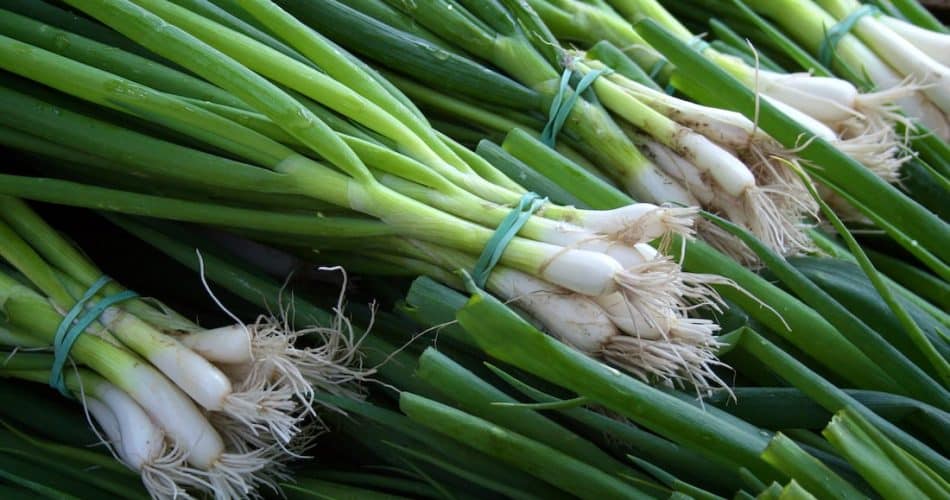 leeks