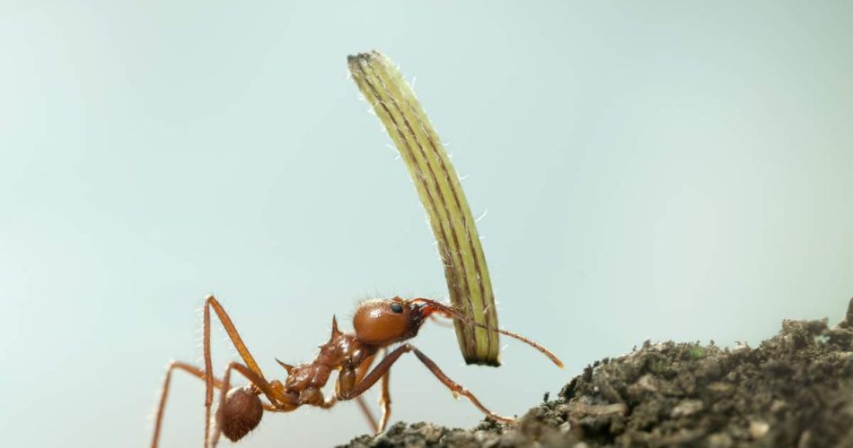 Cataglyphis supersonicus