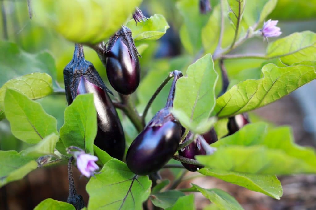 aubergines
