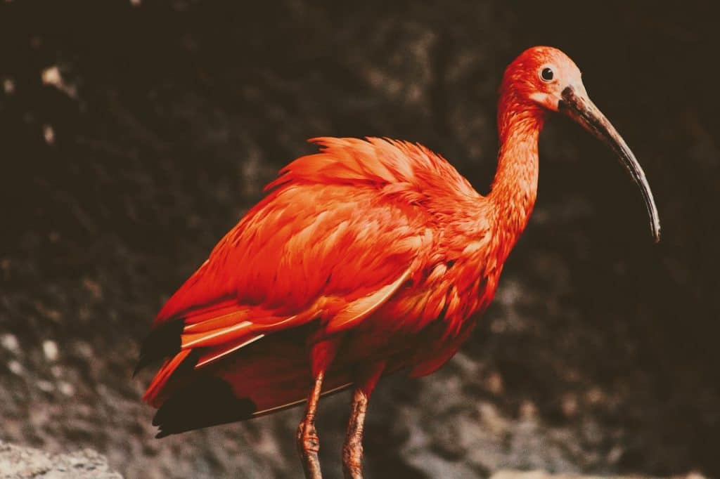 Ibis