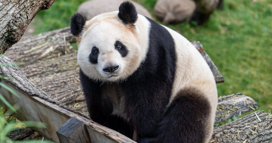 panda géant