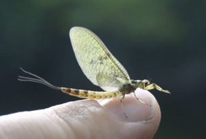 Ephemere Insect L'éphémère (ou éphéméroptère) est un insecte qui ne vit pas longtemps ...