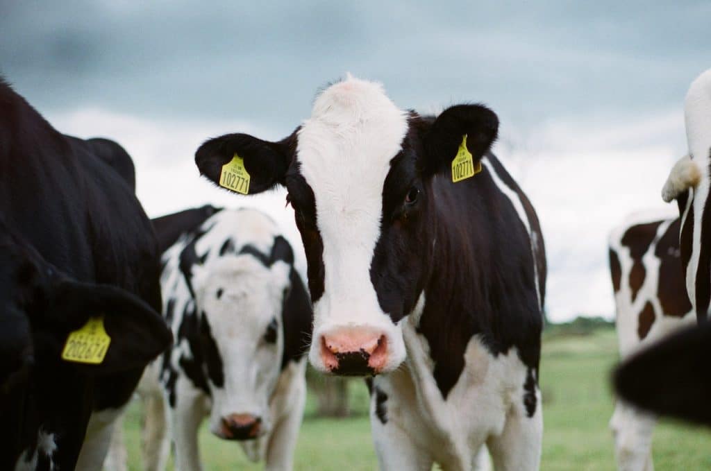 vaches