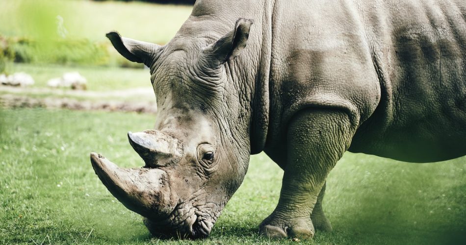 animaux rares
