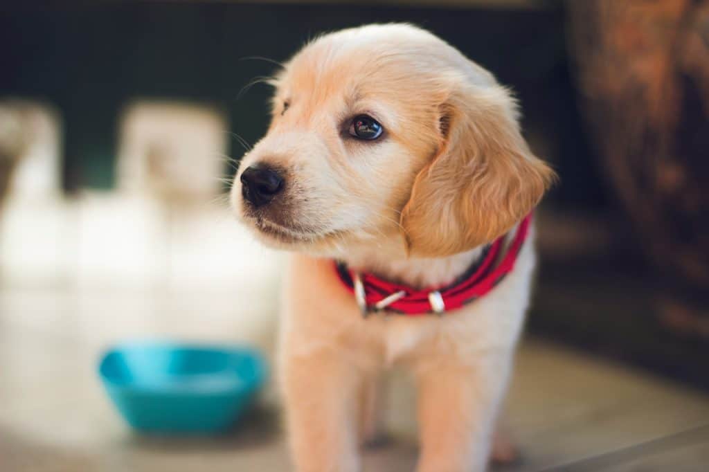 petit chien