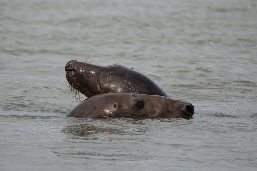 animaux aquatiques