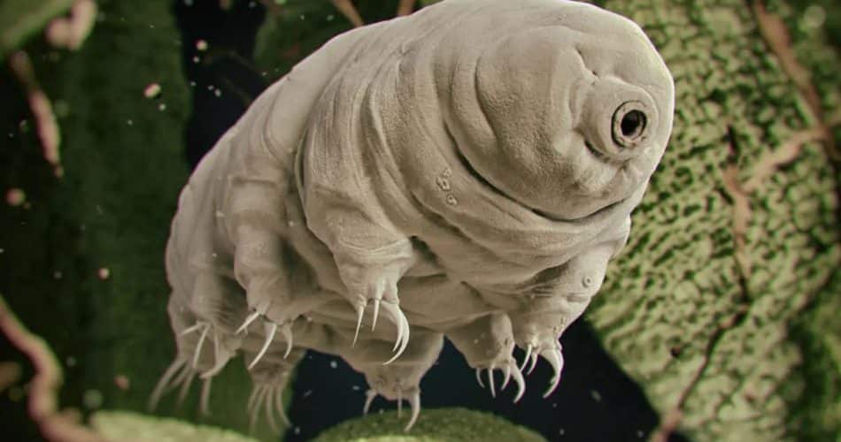 tardigrade