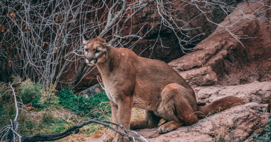 lion des montagnes
