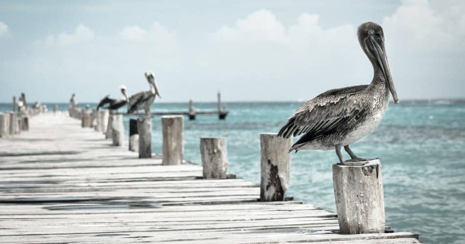 Les animaux