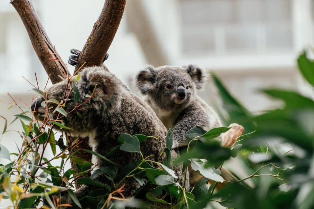 alimentation koala