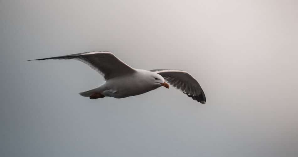 oiseaux