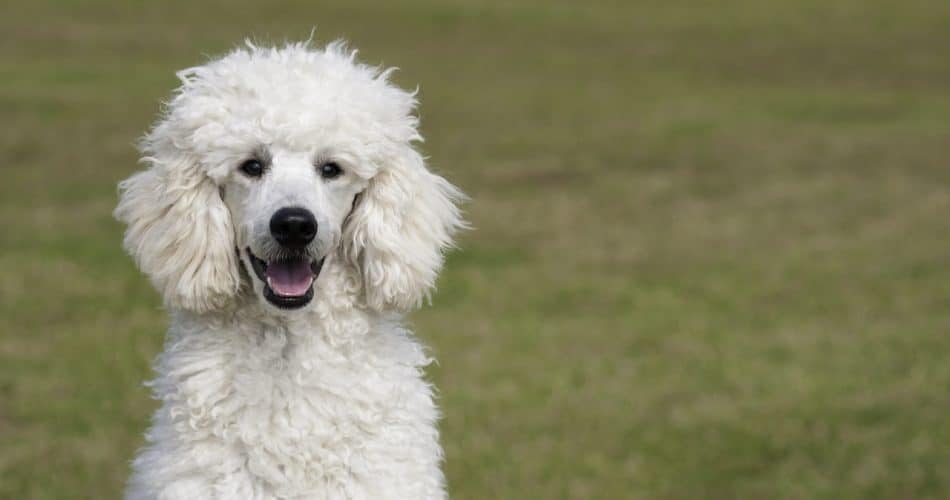 Caniche