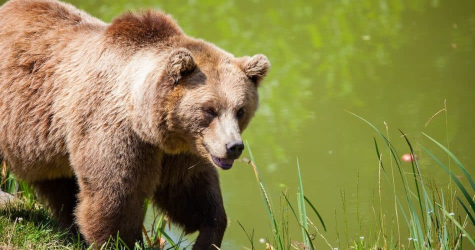 Animaux rares