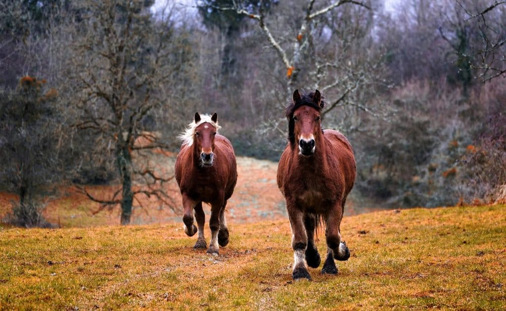 chevaux