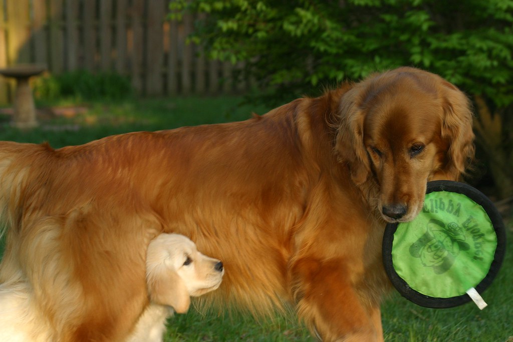Golden Retriever