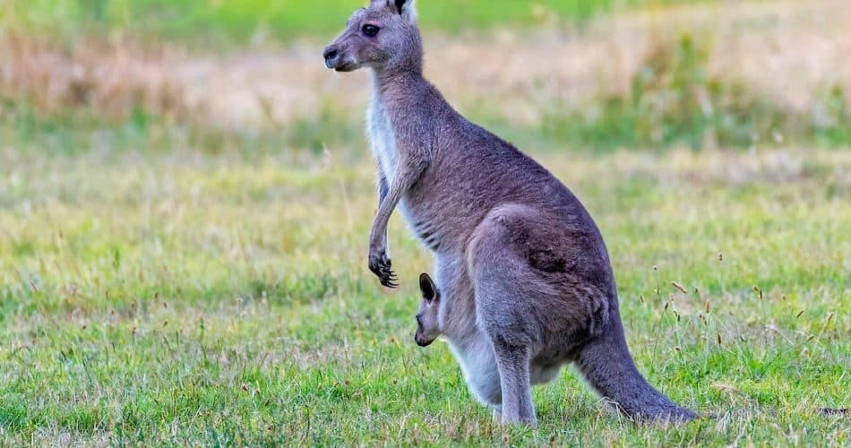 les animaux les plus étranges
