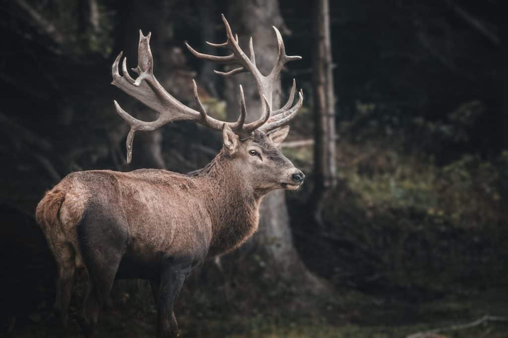 Cerf