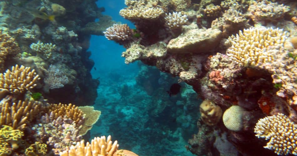 Grande barriére de Corail