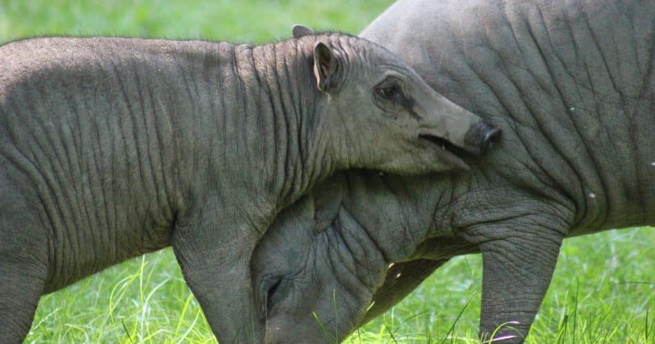babirusa