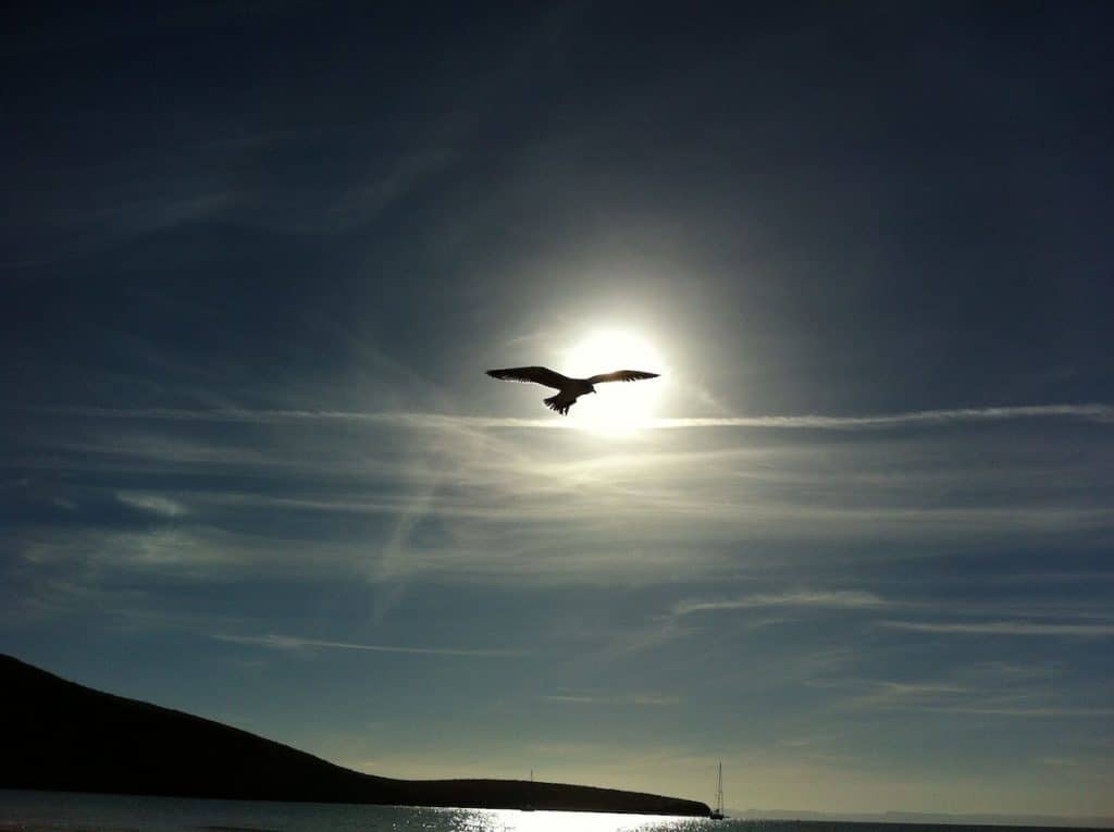 oiseaux