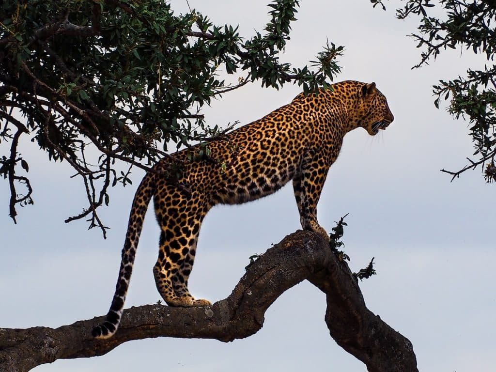 un léopard sur une branche