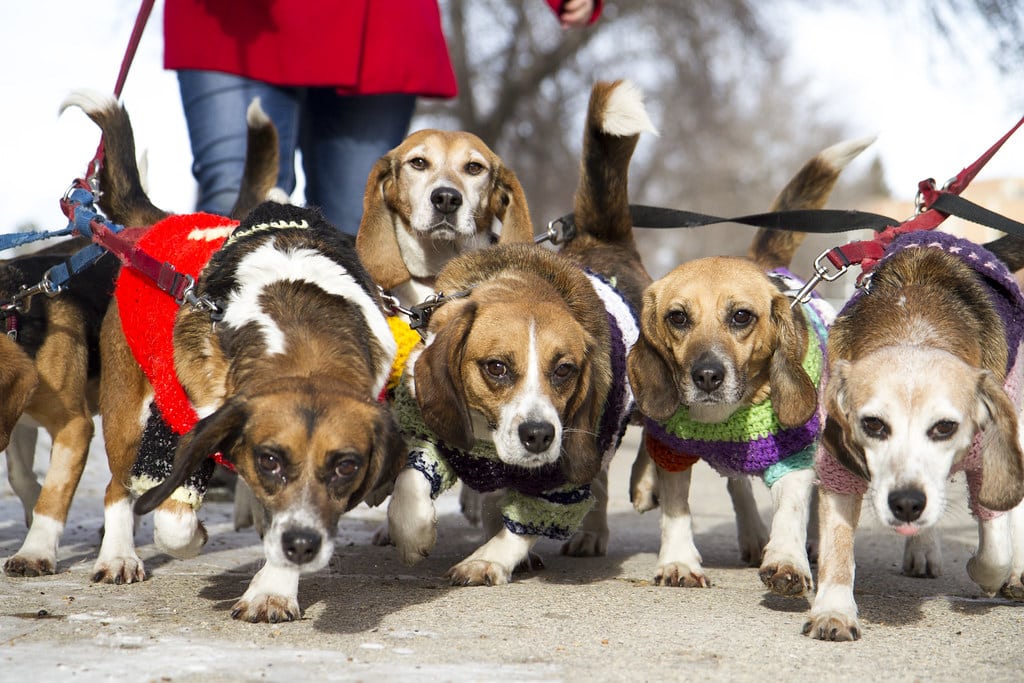 Beagle