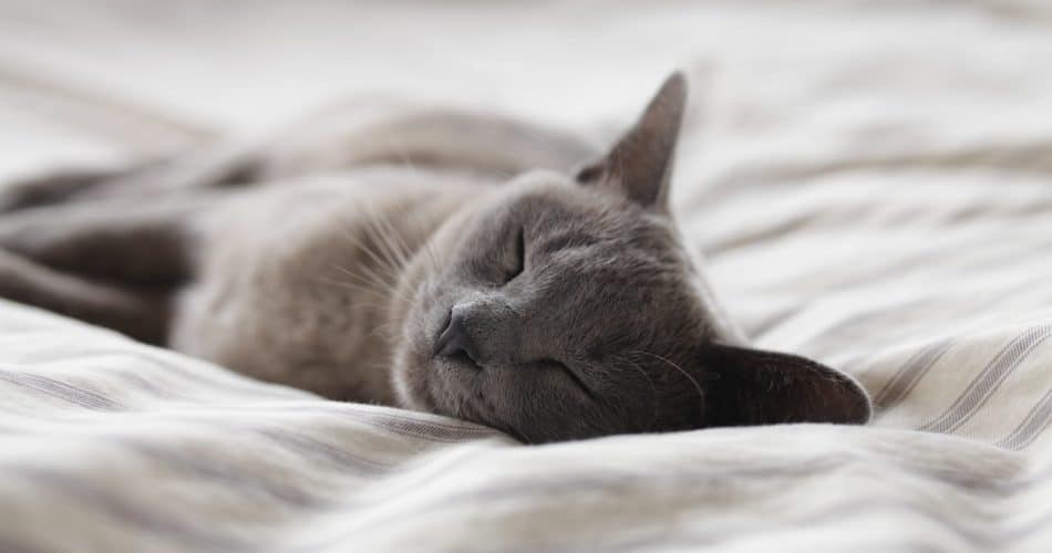 animaux qui dorment beaucoup