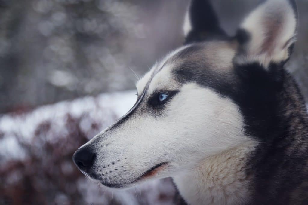 un chien rapide