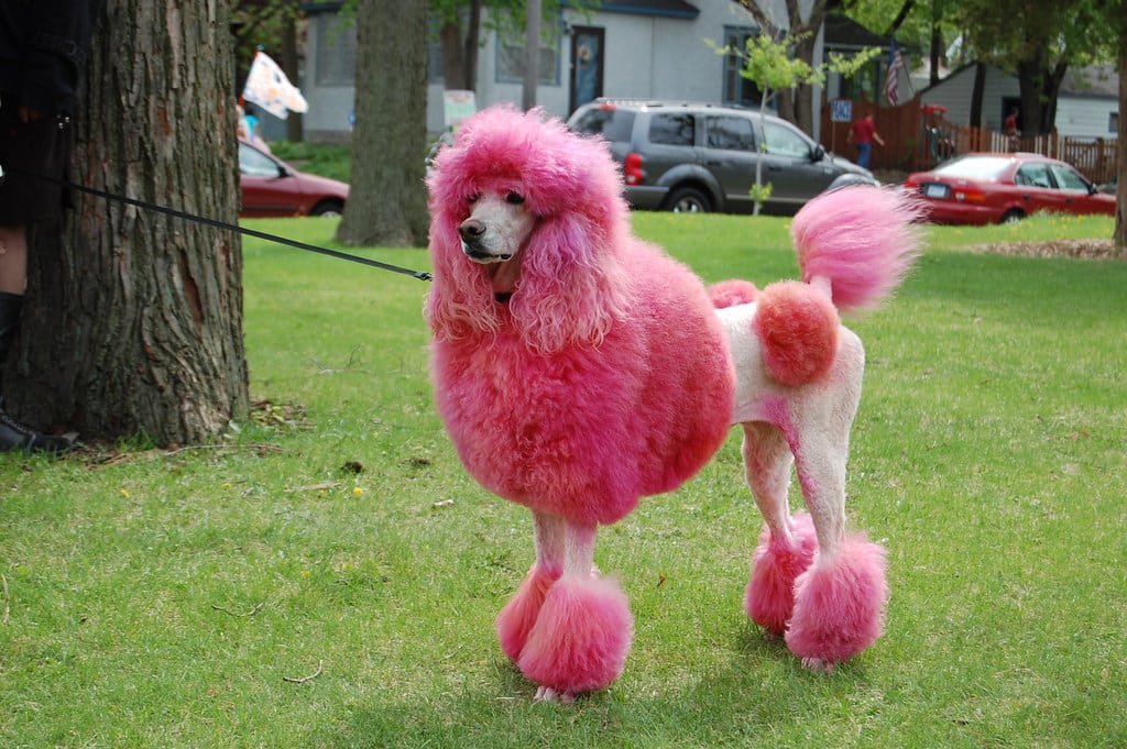 Caniche