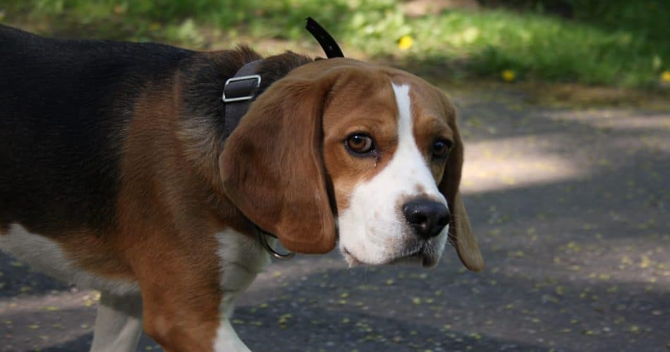 Beagle