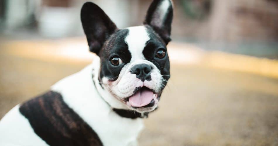 bouledogue français