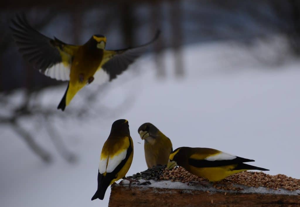 oiseaux