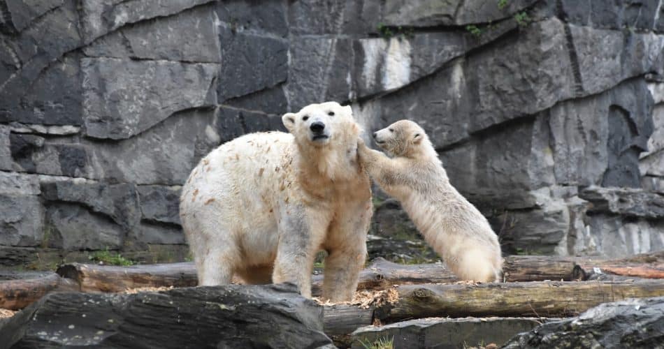 animaux rares