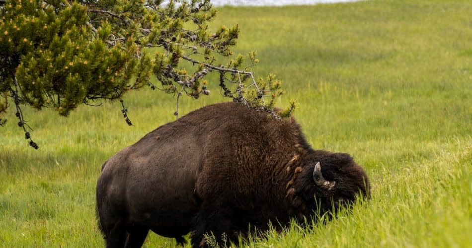 bisons