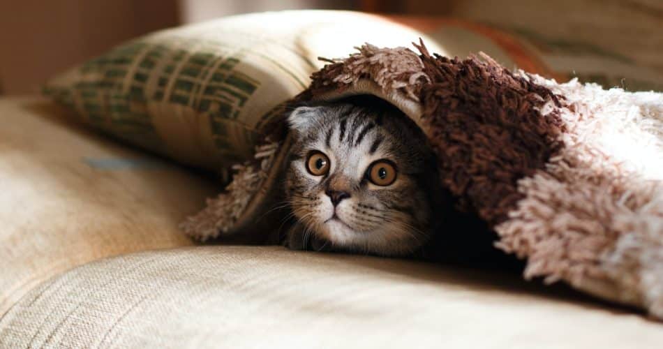 un chat
