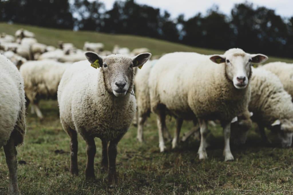 des moutons
