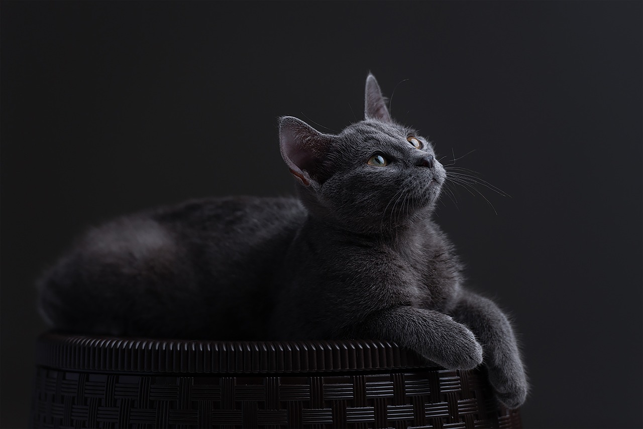 un chat aux yeux bleus qui dort à l'ombre d'une plante un chat aux yeux bleus qui dort à l'ombre d'une plante