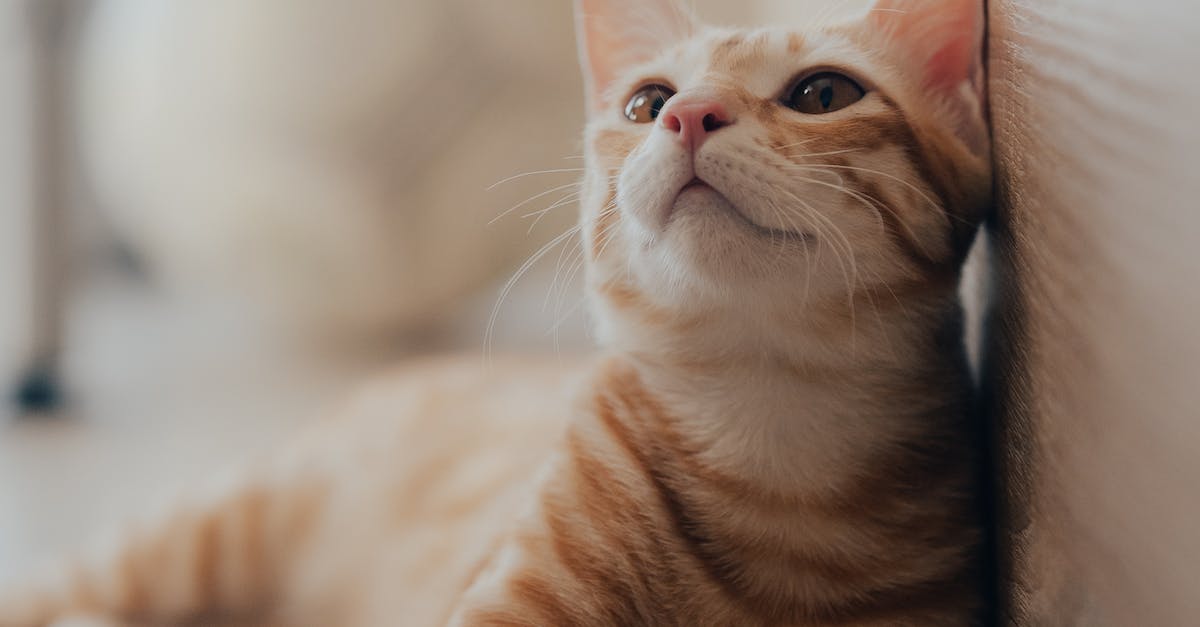 un chat qui se frotte contre une personne un chat qui se frotte contre une personne