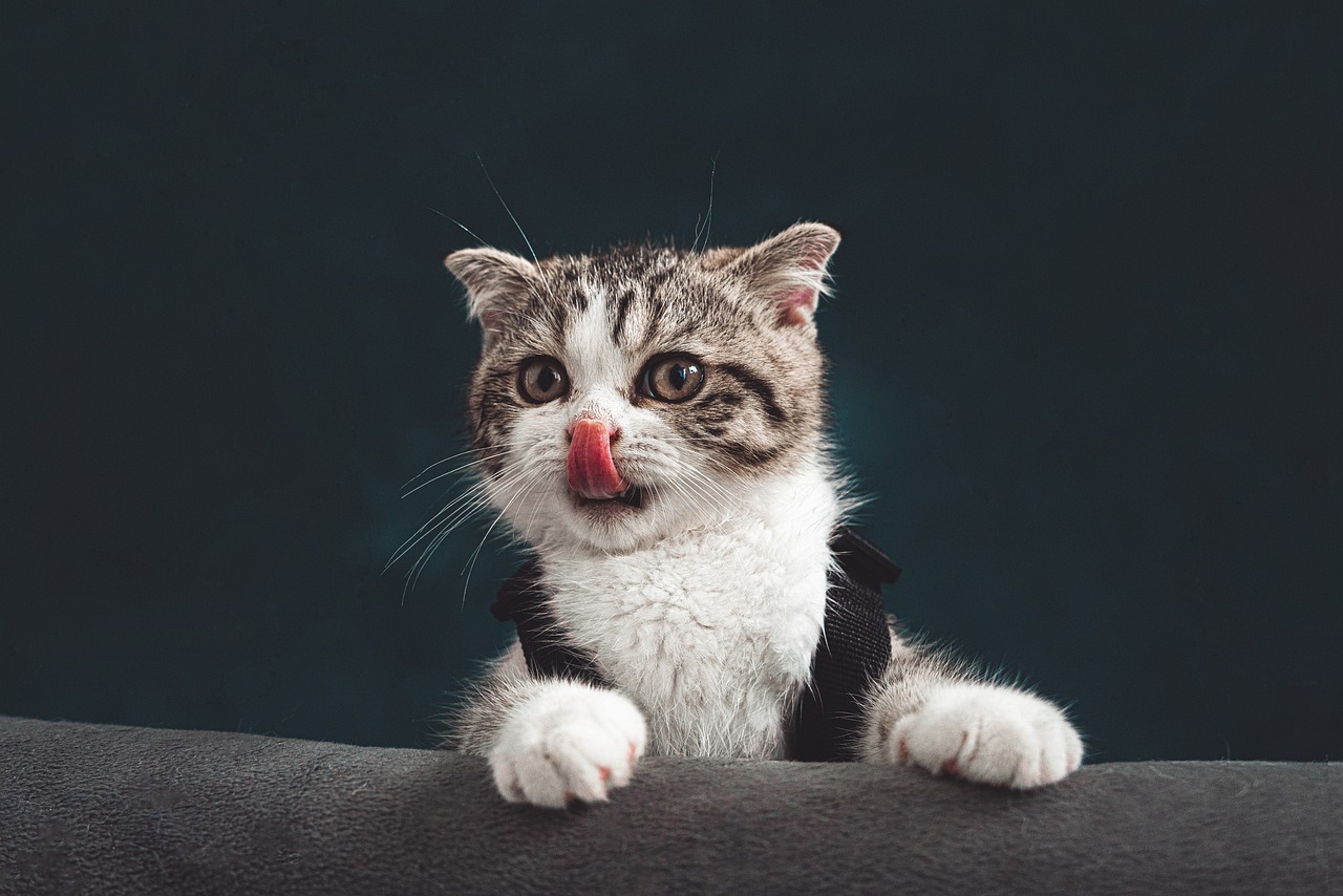 un chat qui se lèche les pattes un chat qui se lèche les pattes