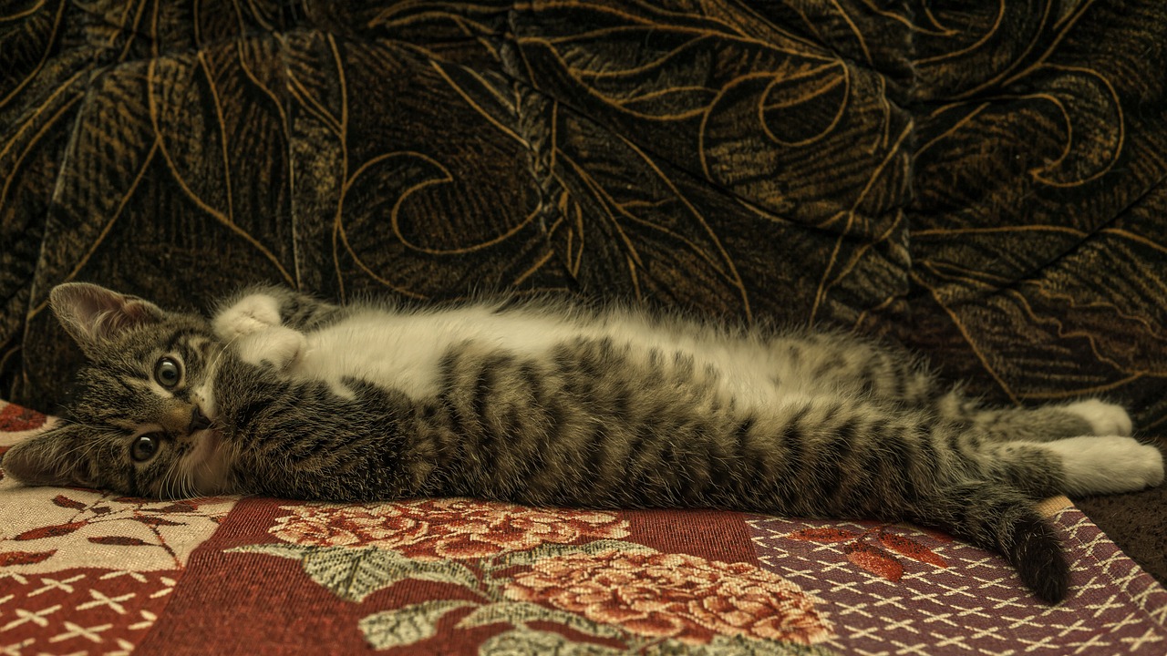 un chat qui s'étire dans une position relax un chat qui s'étire dans une position relax